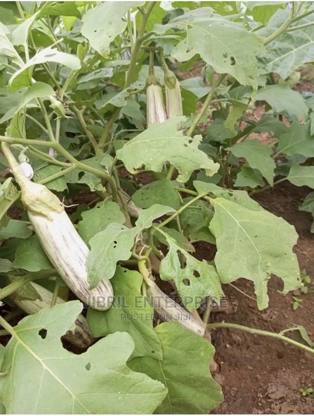 White-Purple Melongena Eggplant · Photo 2