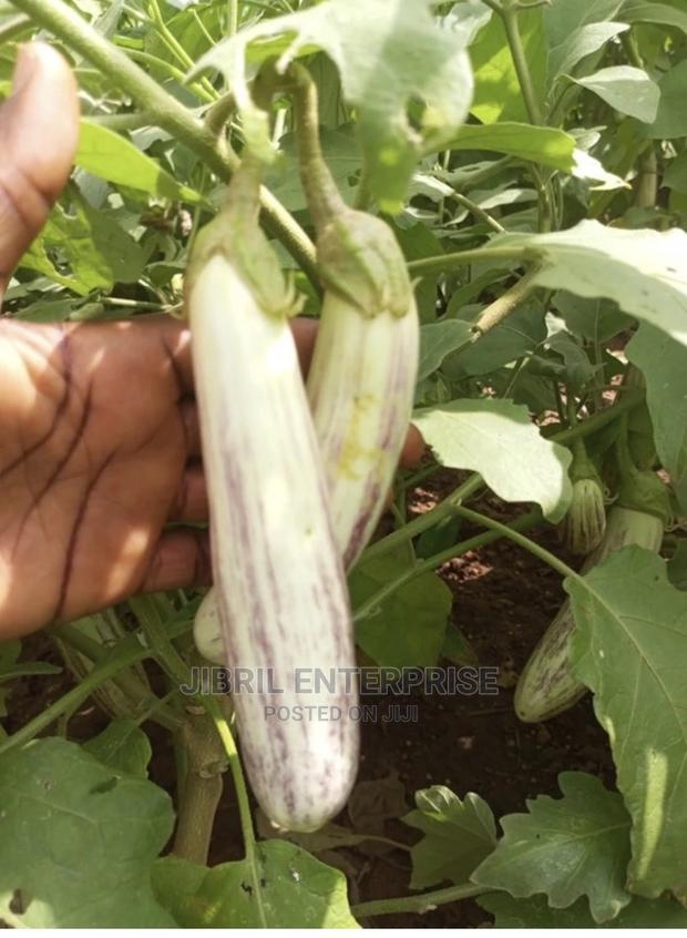 White-Purple Melongena Eggplant · Photo 3