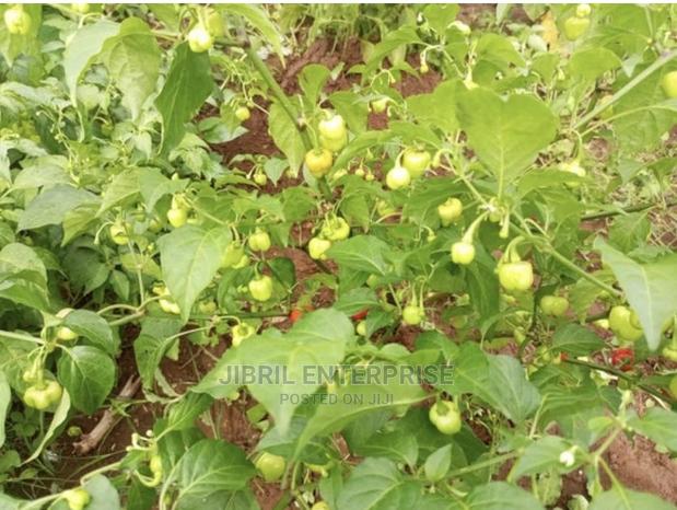 Kpakposhito Pepper, Butt Cheek Pepper (Solanum Chinese) · Photo 2