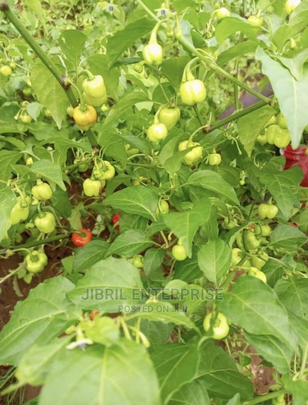 Kpakposhito Pepper, Butt Cheek Pepper (Solanum Chinese) · Photo 3