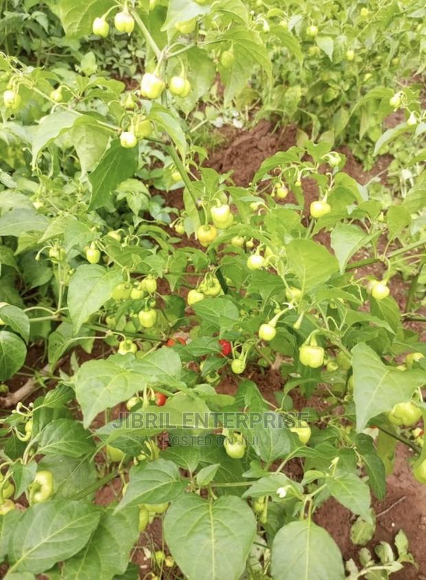 Kpakposhito Pepper, Butt Cheek Pepper (Solanum Chinese) · Photo 4