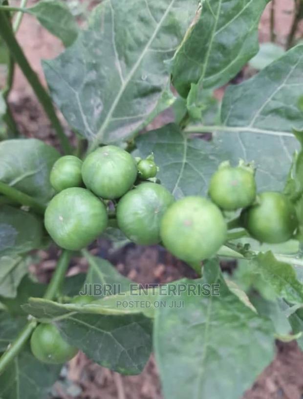 Nigerian Eggplant · Photo 1
