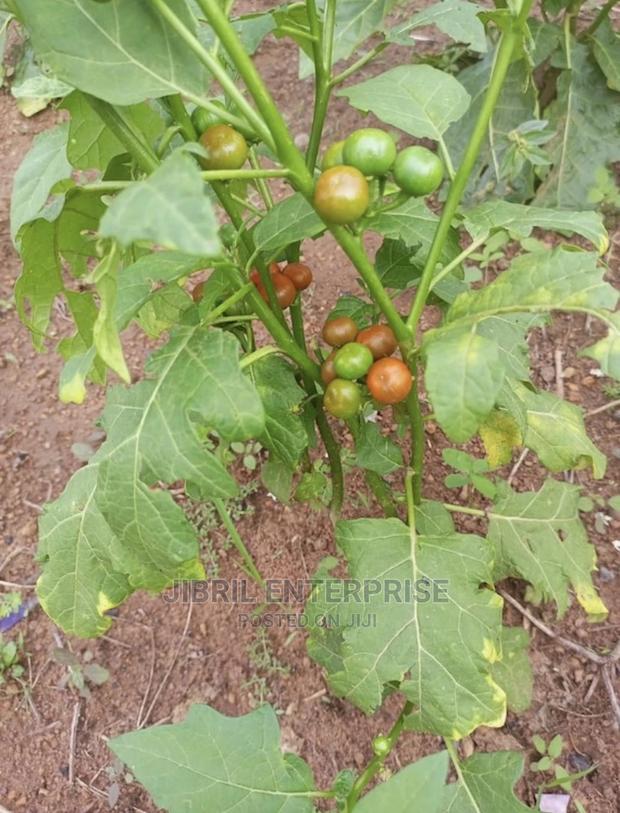 Nigerian Eggplant · Photo 3