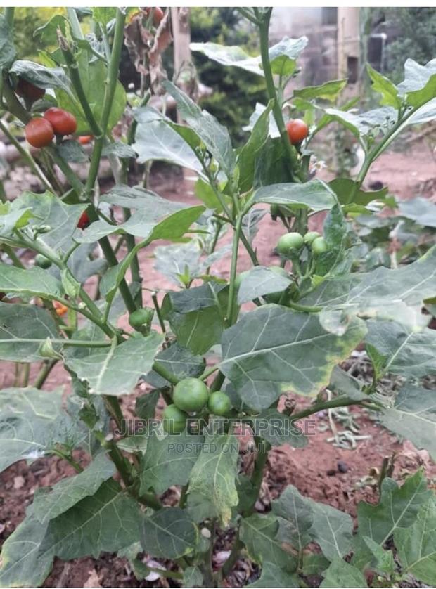 Nigerian Eggplant · Photo 4