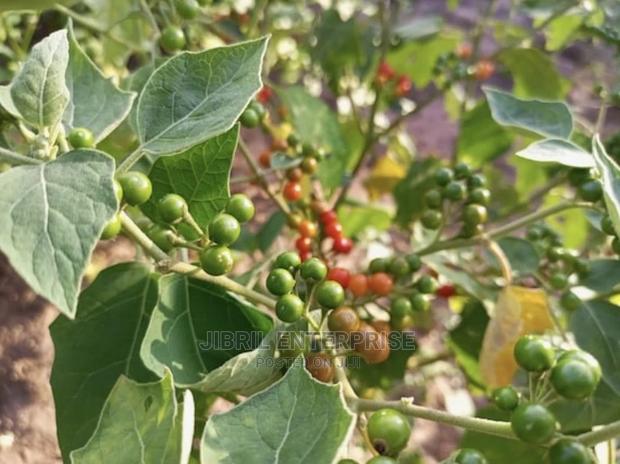 African Pea Eggplant · Photo 1