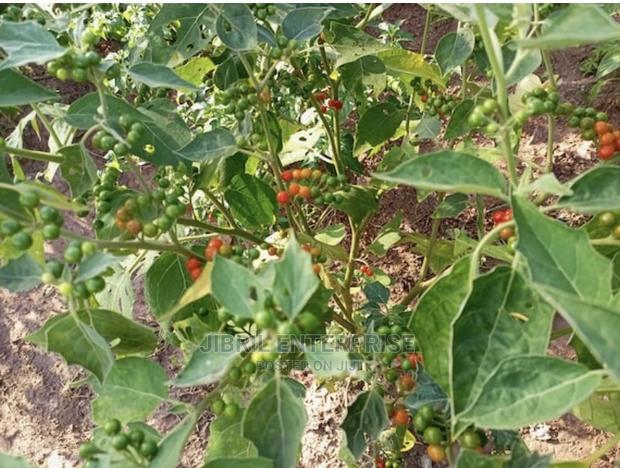 African Pea Eggplant · Photo 2
