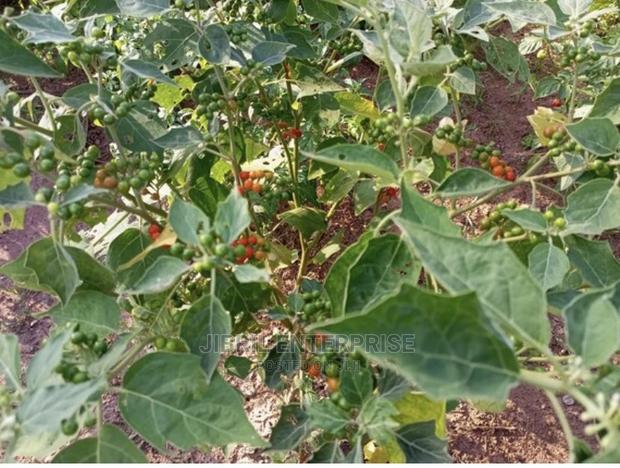 African Pea Eggplant · Photo 4