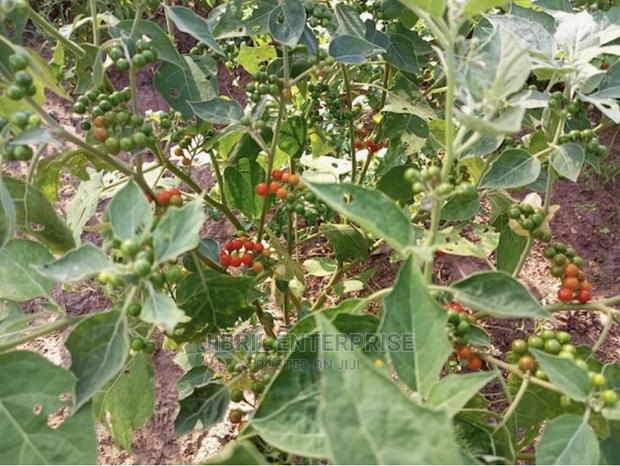 African Pea Eggplant · Photo 3