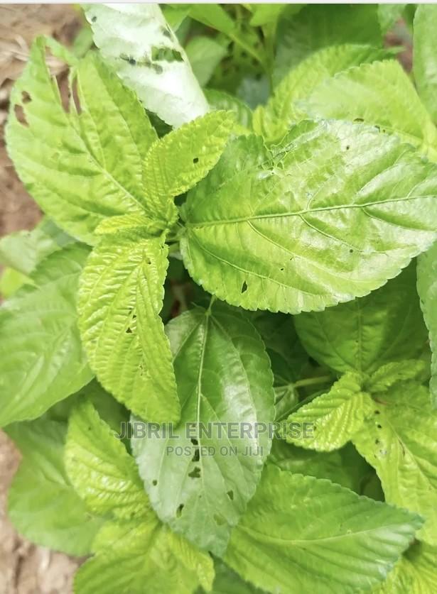 Broad Leaves Egyptian Spinach(Corchorus Olitorius) · Photo 1
