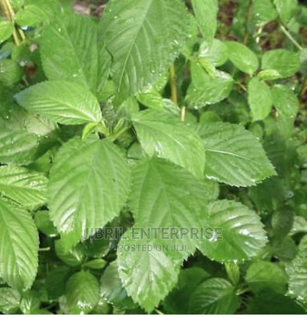 Broad Leaves Egyptian Spinach(Corchorus Olitorius) · Photo 2