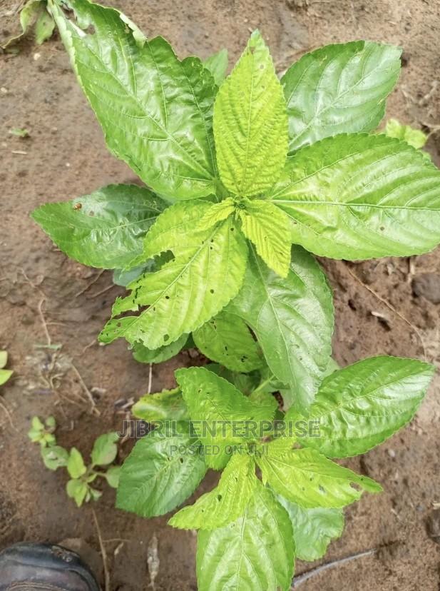 Broad Leaves Egyptian Spinach(Corchorus Olitorius) · Photo 3