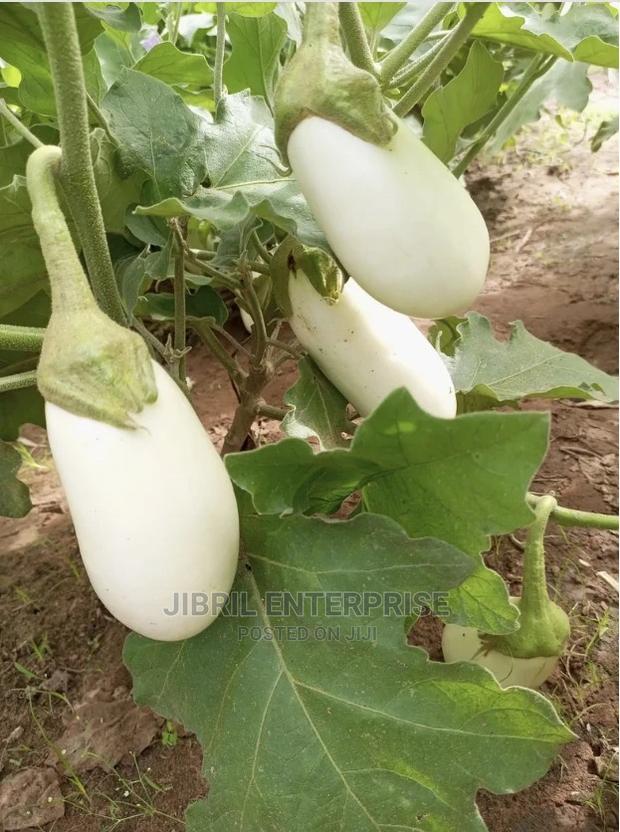 Easter Eggplant · Photo 1