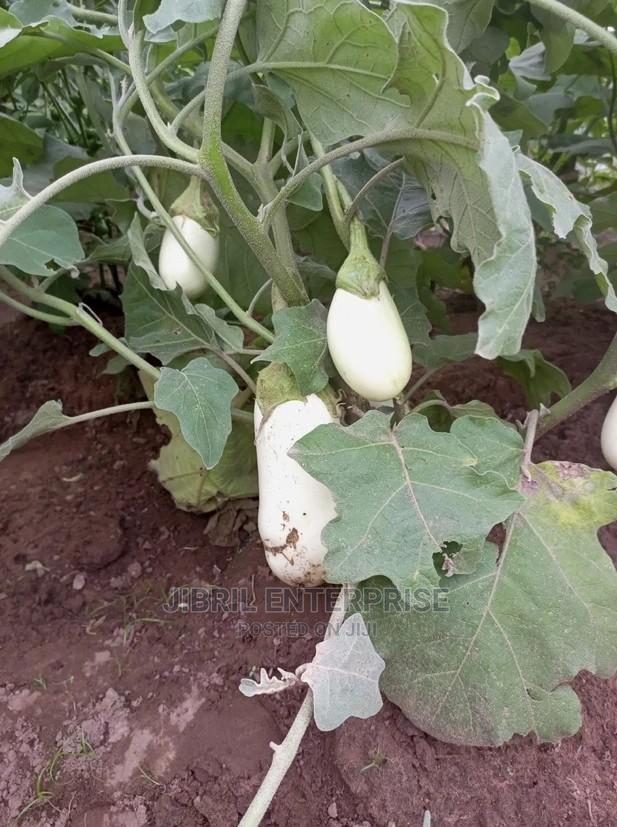 Easter Eggplant · Photo 2