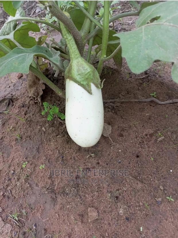 Easter Eggplant · Photo 3