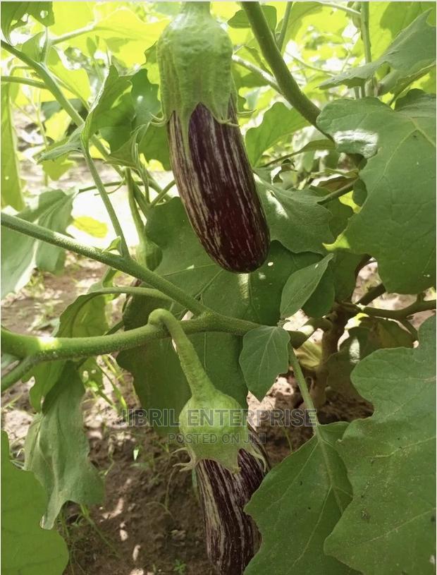 Magenta Melongena Eggplant · Photo 1