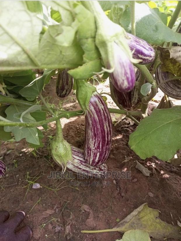 Magenta Melongena Eggplant · Photo 2