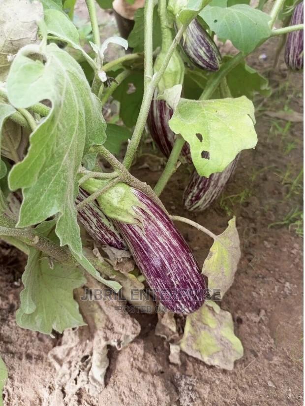 Magenta Melongena Eggplant · Photo 3