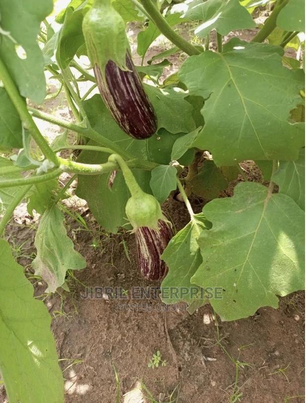 Magenta Melongena Eggplant · Photo 4