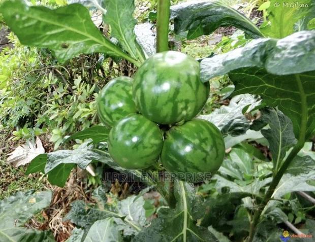 Green Eggplant(Solanum Macrocarpon) · Photo 1