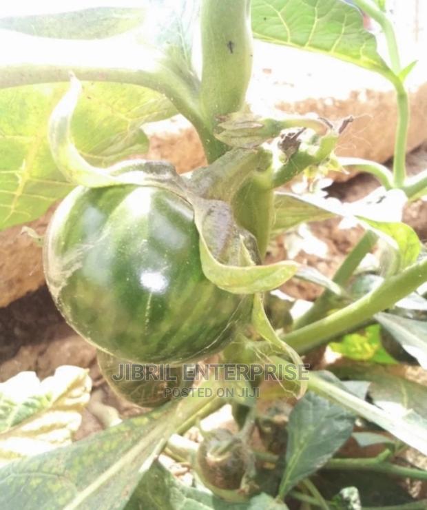 Green Eggplant(Solanum Macrocarpon) · Photo 2