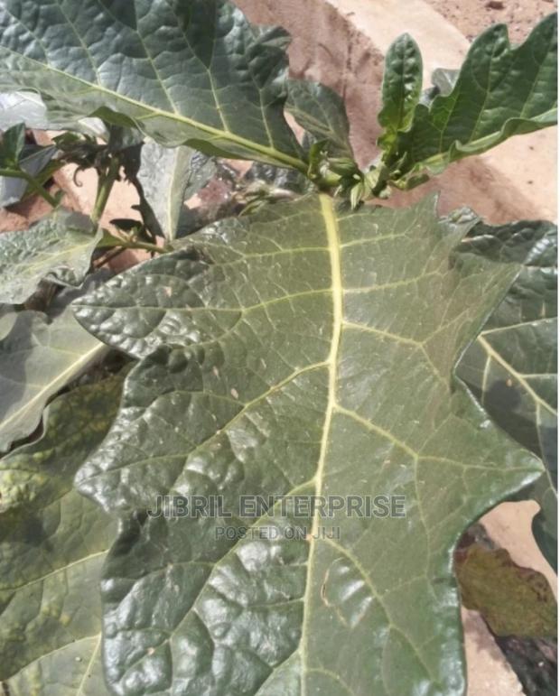 Green Eggplant(Solanum Macrocarpon) · Photo 3