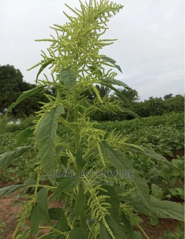 Green Amaranth · Photo 1