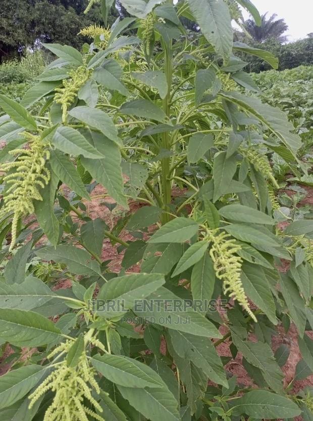 Green Amaranth · Photo 2