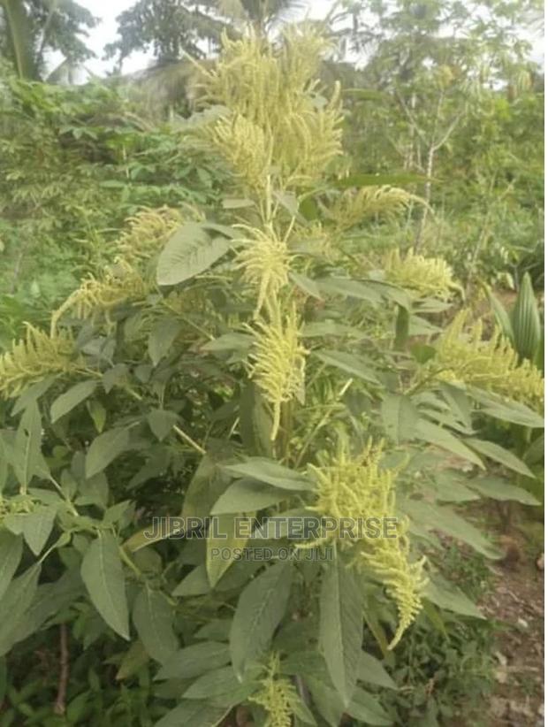 Green Amaranth · Photo 3