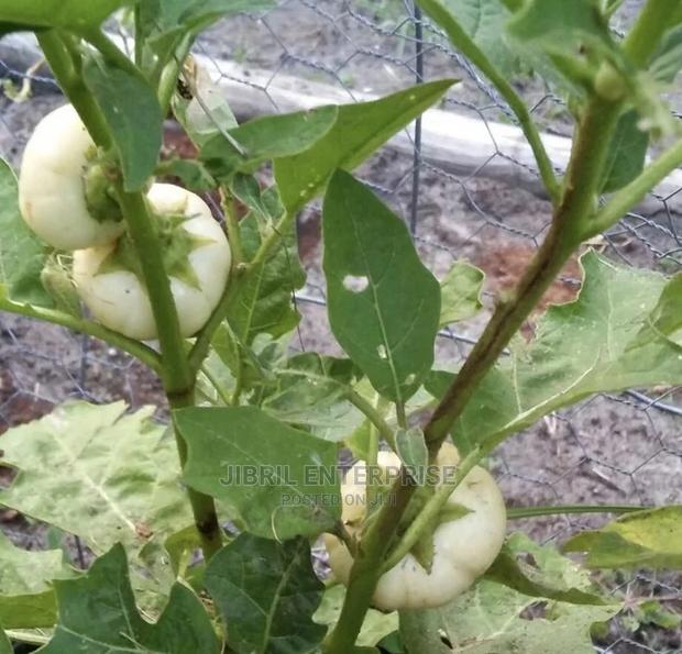 White Ribbed Eggplant · Photo 2
