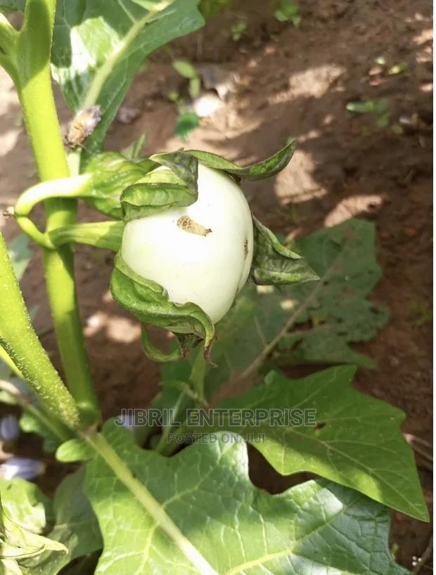White Solanum Macrocarpon · Photo 1