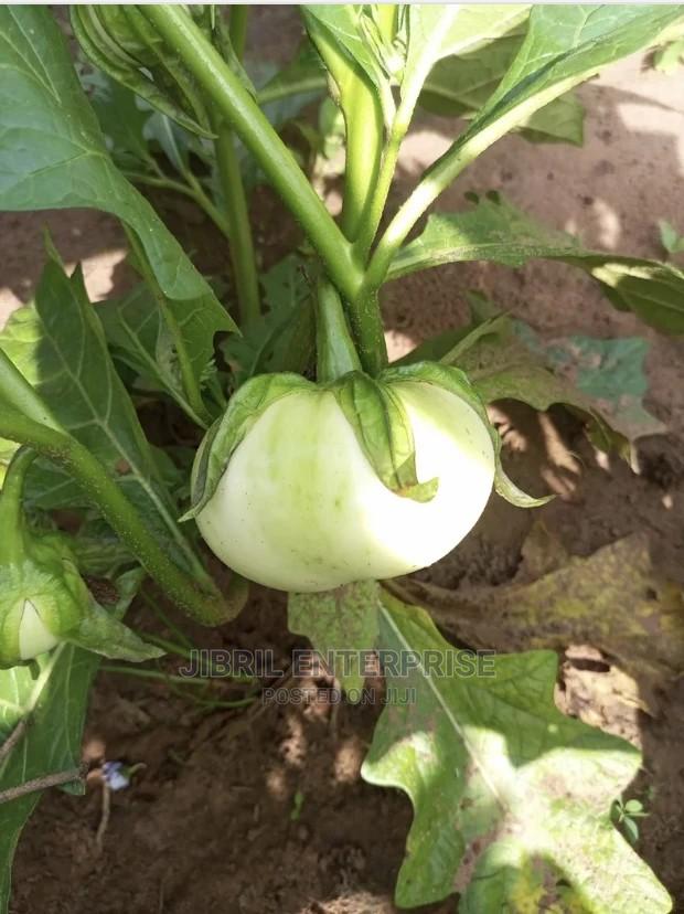 White Solanum Macrocarpon · Photo 2