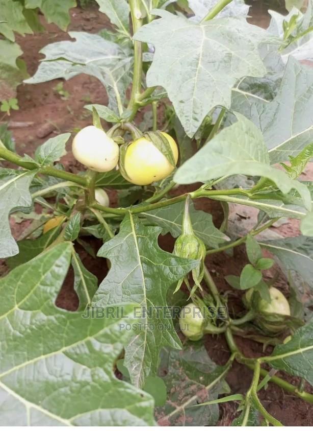 White Solanum Macrocarpon · Photo 3