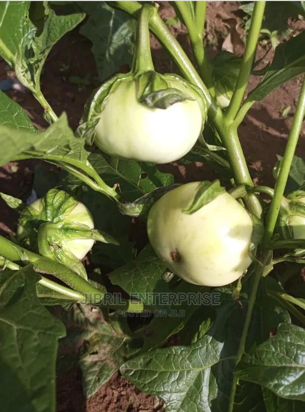 White Solanum Macrocarpon · Photo 4