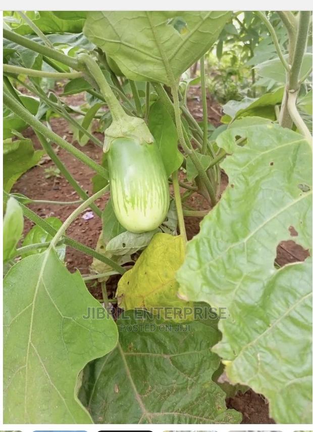 Green Stripped Eggplant · Photo 1