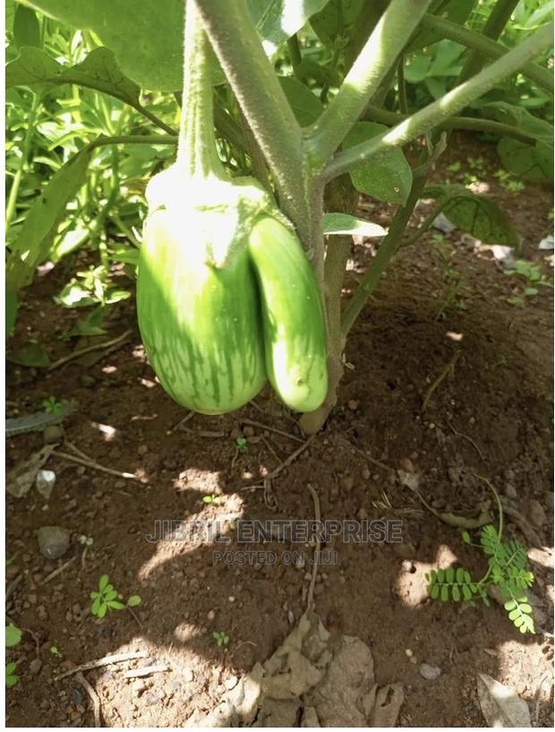 Green Stripped Eggplant · Photo 2