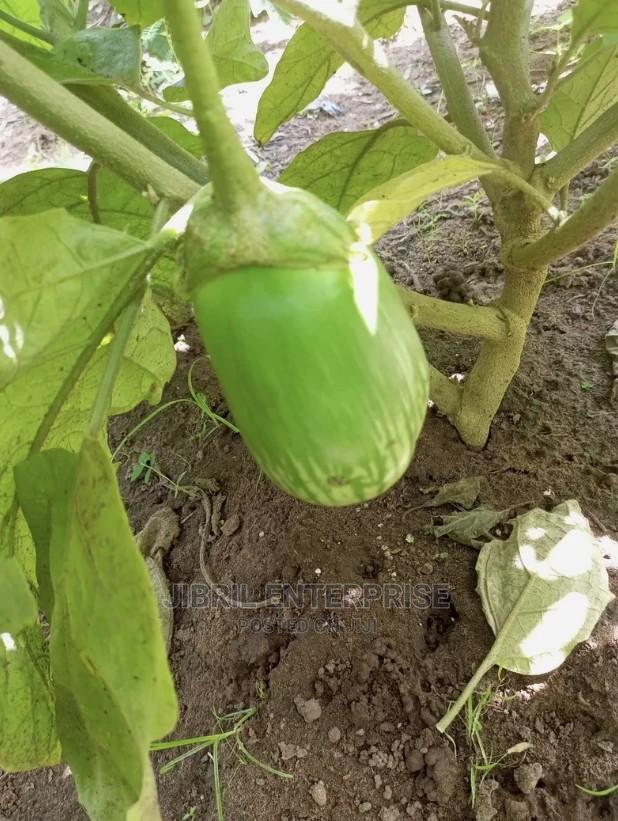 Green Stripped Eggplant · Photo 4
