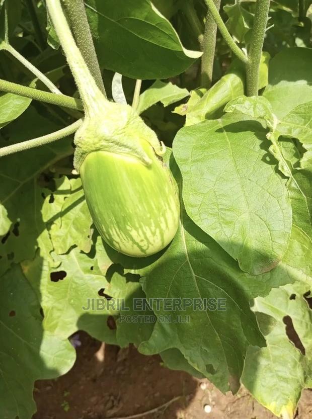 Green Stripped Eggplant · Photo 3