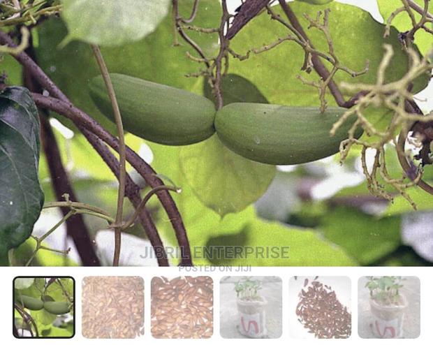 Mondia White, Whitei’S Ginger · Photo 1