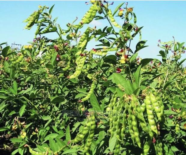 White Pigeon Pea(Cajanus Cajan), 1kg /50gh · Photo 4