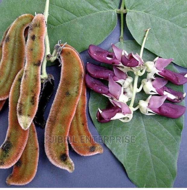 White Mucuna Pruriens, White Velvet Beans · Photo 2