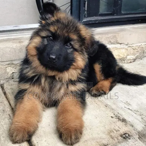 1-3 months Female Purebred German Shepherd · Photo 1