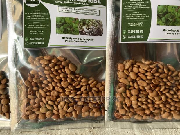 Brown Kersting’S Groundnut (Macrotyloma Geocarpum) · Photo 3
