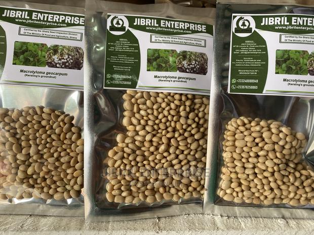 Macrotyloma Geocarpum(Kersting’S Groundnut) · Photo 3