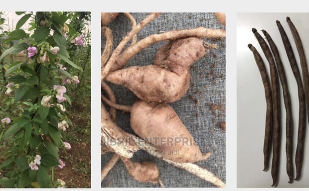 African Yam Beans(Sphenostylis Stenocarpa) · Photo 1