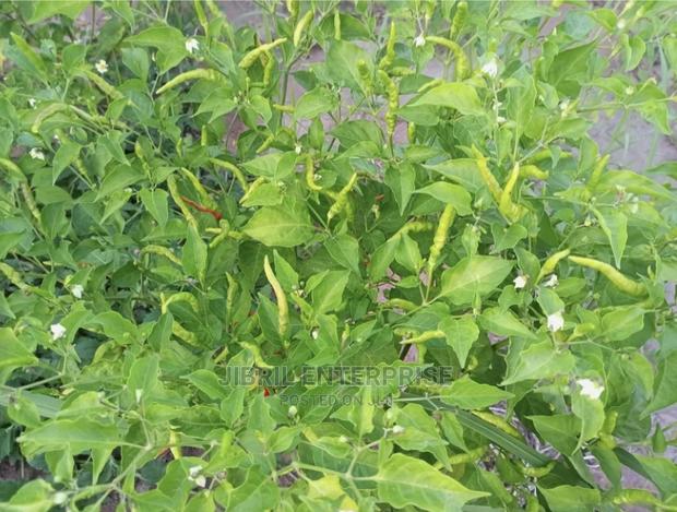 African Slim Bird Eye Pepper(Capsicum Annuum) · Photo 1