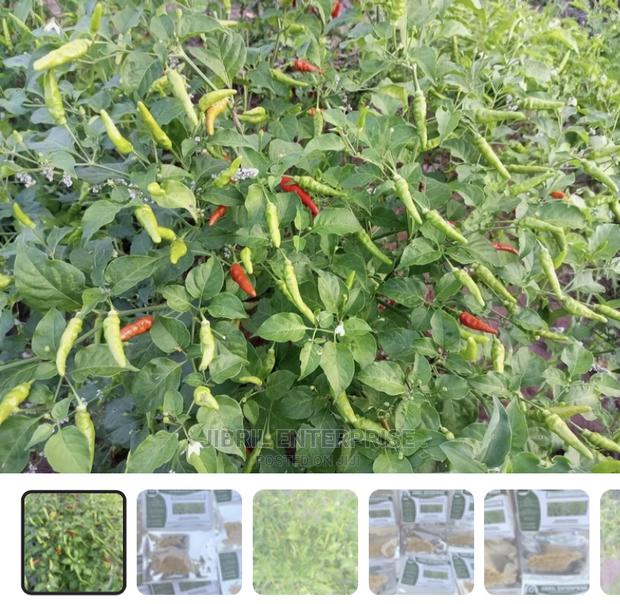 African Slim Bird Eye Pepper(Capsicum Annuum) · Photo 2