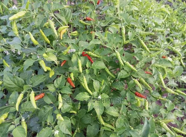 African Slim Bird Eye Pepper(Capsicum Annuum) · Photo 3