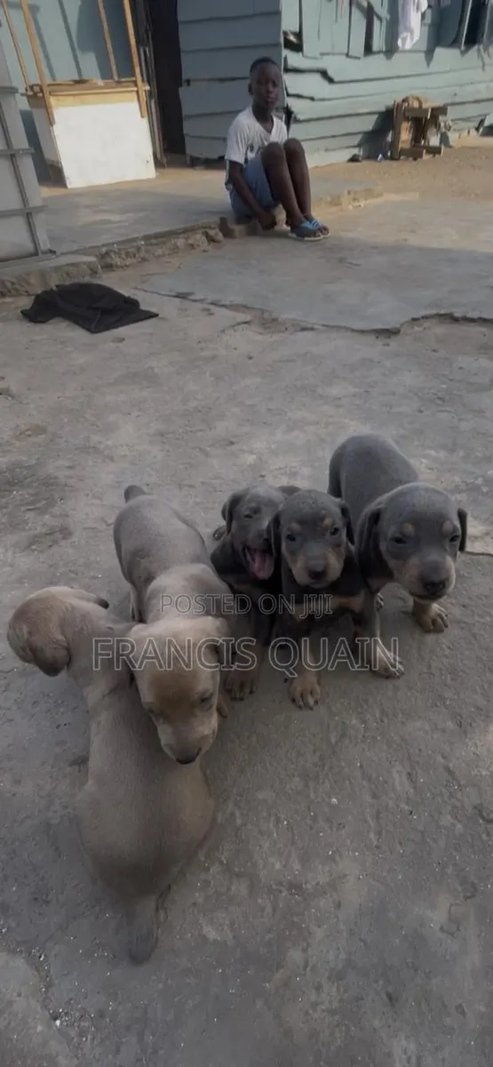 1-3 months Male Purebred Doberman Pinscher · Photo 1