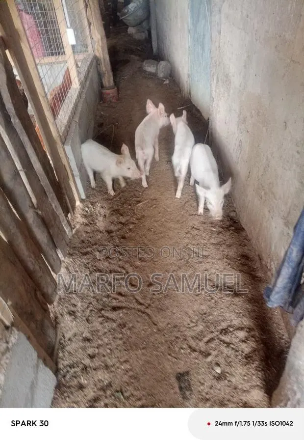 Pigs for Selling · Photo 1