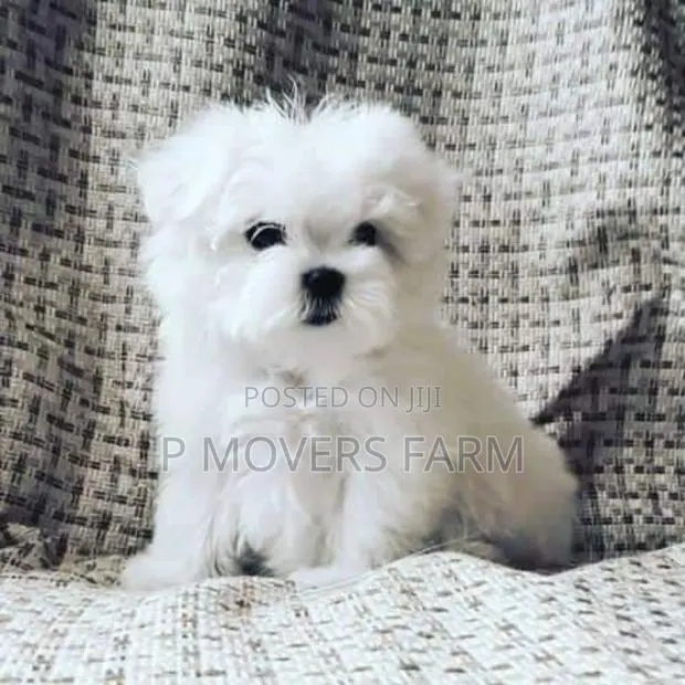 1-3 months Male Purebred Poodle · Photo 1